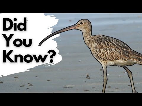 Things you need to know about CURLEWS!