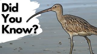Things you need to know about CURLEWS! MQDEFAULT Thumbnail