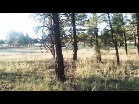 Let's go camping, it will be fun!  Or so they said.. #vanlife