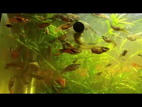 Mijn Marina 54 liter aquarium met endlers en guppen.