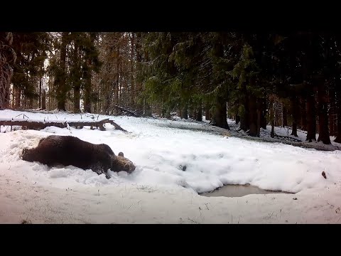 Fatranská divočina 2024 (Fotopasca Veľká a Malá Fatra)