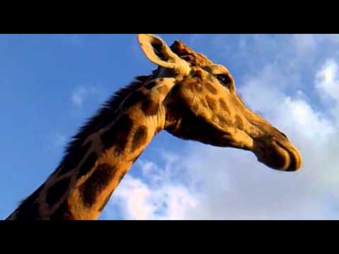 Lion Park - Girafa