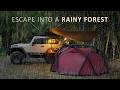 solo camping in a rainy bamboo forest relax eat sleep repeat asmr