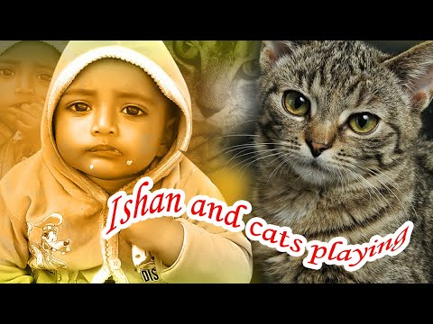 ishan and cats playing
