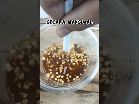 Here's How to Speed ​​Up Your Plant Seed Growth!