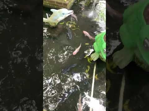 Parte de Balneario el Jicaro Atiquizaya 