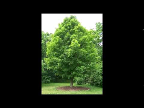 download lagu mp3 mp4 Bartholomaus Traubeck, download lagu Bartholomaus Traubeck gratis, unduh video klip Bartholomaus Traubeck