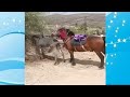 Big Horse Meeting Donkey At Farm In Log Time