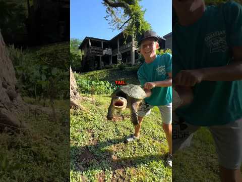 How To Hold a Snapping Turtle (without losing fingers) 🐢 #crawkid