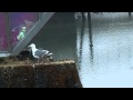 Baby Seagulls Have Breakfast
