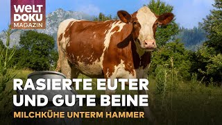Drei, zwei, eins... muh! Milchkühe unterm Hammer - Vieh-Versteigerung im Allgäu | WELT DOKU Magazin