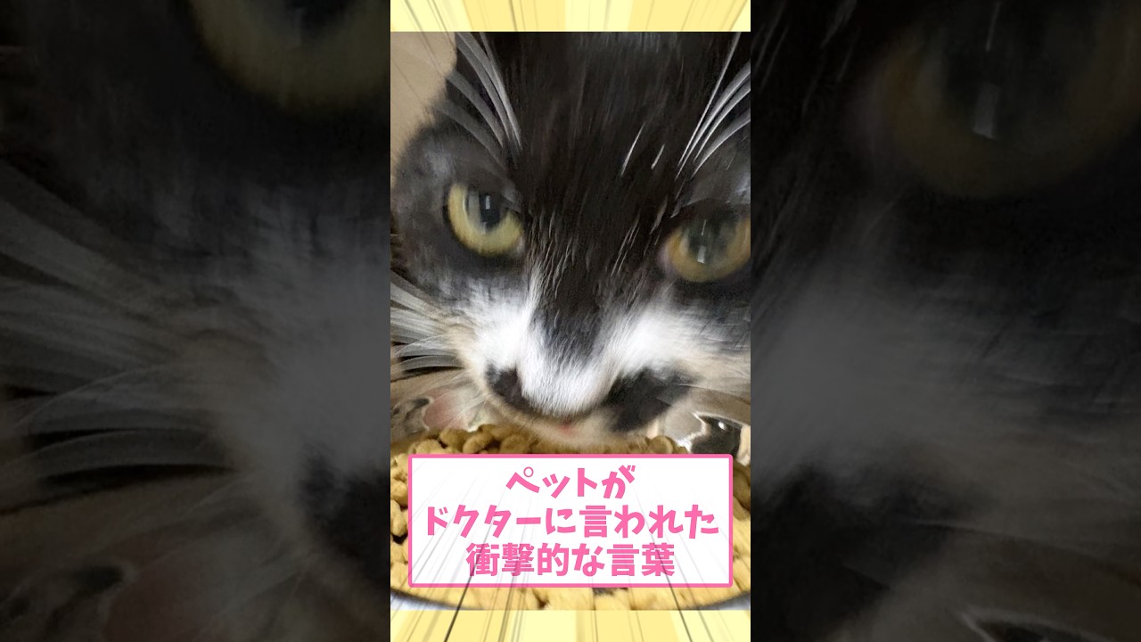ペットがドクターに言われた衝撃的な言葉ww part175