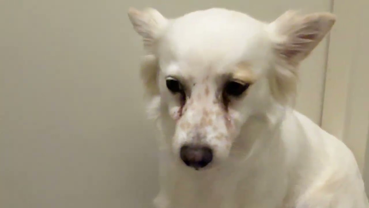 Enlarge Justin: You are "just-in" time to adopt this sweet dog, a Adoptable mixed breed in Austin, TX video 4/4