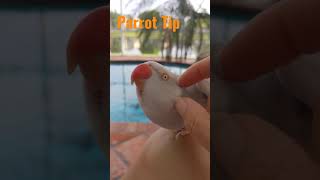 #Parrot Tip: How To Tell Difference In Gender For Indian Ringneck #Parrot_Bliss #Shorts