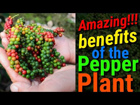 , title : 'The Amazing Benefits of The Pepper Plant ¦| Plant world'