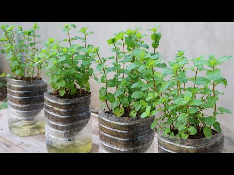 Amazing ideas for Making Flower Pot Recycling plastic Bottles into flower Pot