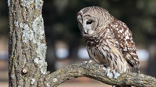 preview picture of video 'Owl Talk - Barred Owls Caterwauling'