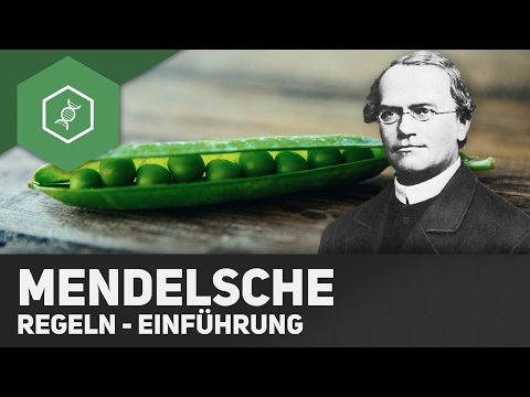 Mendel's rules - Introduction