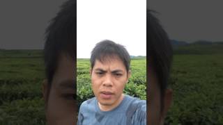 preview picture of video 'Jalan-Jalan ke Kayu Aro'