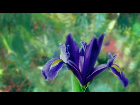 Painting The Modern Garden: Monet To Matisse (2016) Official Trailer