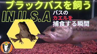 ブラックバスを飼う IN U.S.A カエルを丸呑みする瞬間