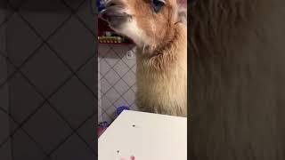 Cardápio😋🥰🦙#pets #lhama #bomdia #goodmorning #juanita