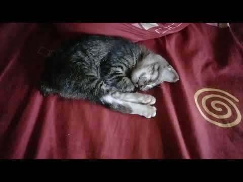 stray cats enter the house