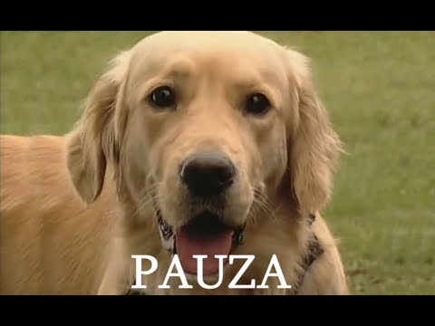 Psie serce - Pauza ODC 3