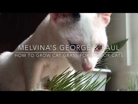 How to grow Cat Grass for indoor cats
