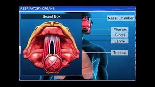 CBSE Class 11 Biology || Respiratory Organs