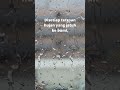 QUOTES HARI INI BERKAH DARI HUJAN TURUN Shorts Quotes Motivasi Inspirasi Katabijak Kutipan