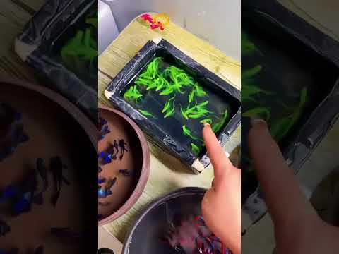 #aquarium #exoticaquariumfish #koi #fish #aquariumfish #guppy #26february