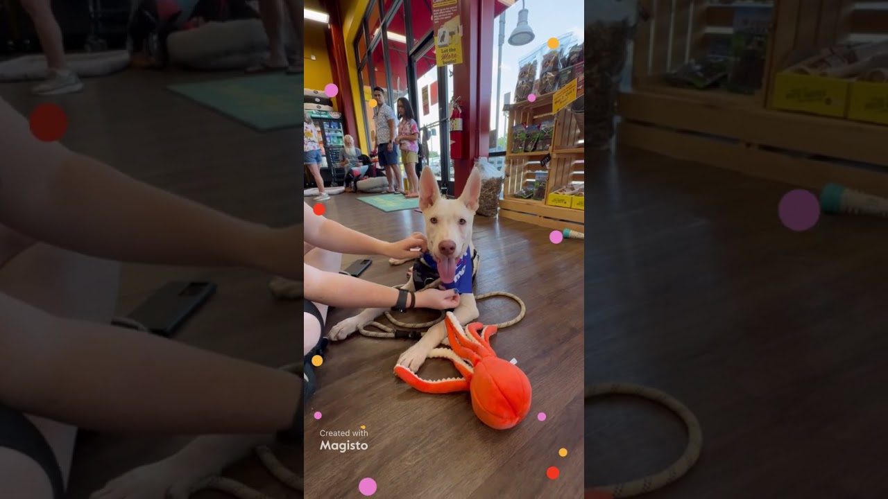 Enlarge Duke - Adopted, an adopted mixed breed in Hagerstown, MD video 6/6