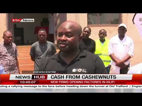 Cash from cashewnuts: New firms opening factories in Kilifi