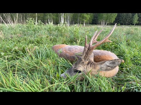 Erlegung eines kapitalen Bockes - Videotagebuch aus dem Ermland