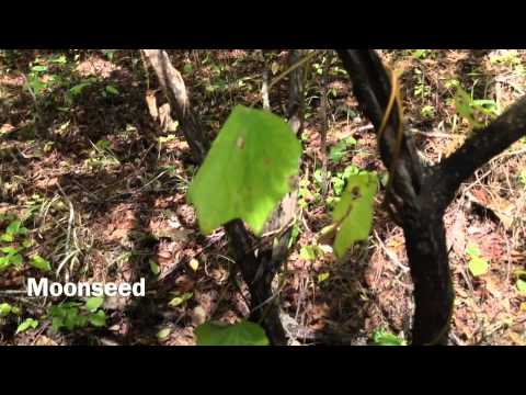 download lagu mp3 mp4 Carolina Moonseed Vine, download lagu Carolina Moonseed Vine gratis, unduh video klip Carolina Moonseed Vine