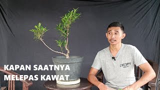 Download lagu WHEN TO REMOVE WIRE ON BONSAI || BEGINNERS MUST KNOW mp3 Download lagu WHEN TO REMOVE WIRE ON BONSAI || BEGINNERS MUST KNOW mp3
