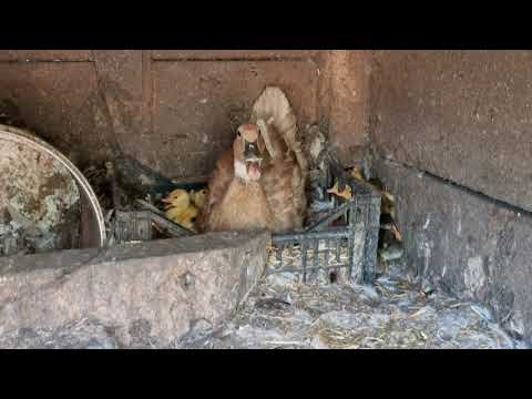 Metis rata românească cu 11 boboci