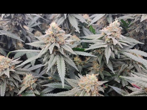 BANGI HAZE. ace seeds .old school genetics. 17 days in the flower. classic, dosidoss 33. #canada