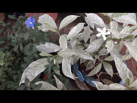 My plants... Garden tour Part1