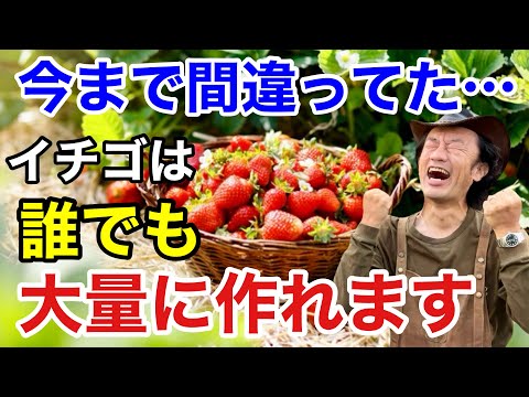 イエロールピナス、偽コーヒー、ルピナス・ルテウス