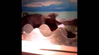 Paquita, la nueva gatita titiritera