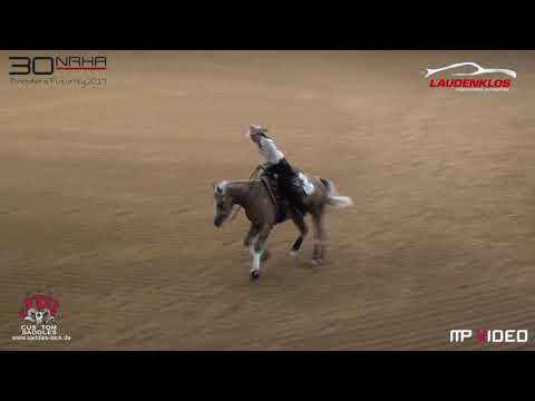 Shiners Voodoo-Breeders Futurity -First Go