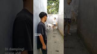 Download lagu PACARNYA NOVI VS CARLO ( ANJING PITBULL ) | VIDEO KOCAK 2023 mp3