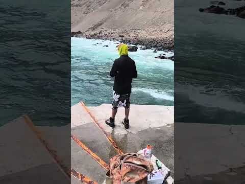 CABRILLA ESPAÑOLA. MUELLE, CALETA CAMARONES, ARICA 🇨🇱