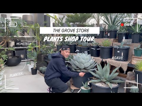 園芸 ウーリー・エスポストア、ペルーの老人