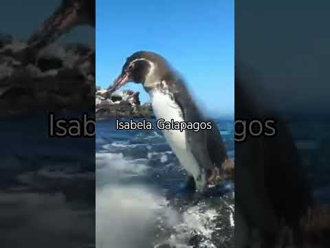 Isabela, Galapagos. pingüinos de Alaska en Ecuador