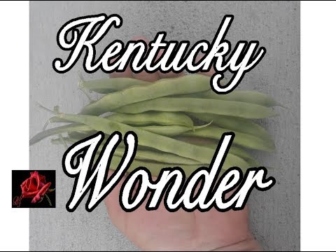 download lagu mp3 mp4 Kentucky Wonder Beans Recipe, download lagu Kentucky Wonder Beans Recipe gratis, unduh video klip Kentucky Wonder Beans Recipe