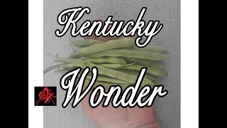 How to grow Kentucky Wonder green beans - seed to harvest