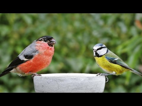 Bird Song : Garden Birds, Video and Birdsong Extravaganza